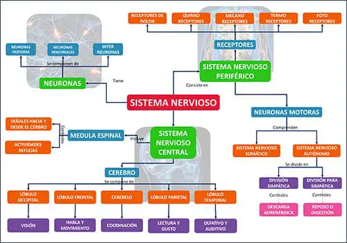Mapa Conceptual del Sistema Nervioso | Sitio Web Oficial mapaconceptual.com.es